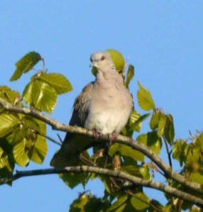 Turtle Dove, Ruardean Hill, 26 May 13, MJMcGill (14) copy