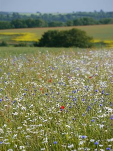 Wildflowers near Tresham, MJMcGill