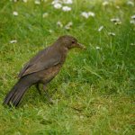 Blackbird, female hunting worms, 7 June 13, MJMcGill (5) copy