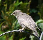 Starling juvenile, Whitminster, 8 June 13, MJMcGill