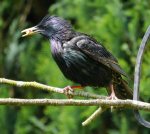Starling, adult, Whitminster, 8 June 2013, MJMcGill