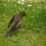 Blackbird, female hunting worms, 7 June 13, MJMcGill (4) copy