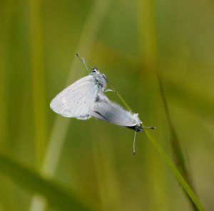 Small (Little) Blue, Selsley Common,  (2)_edited-1