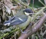 Great Tit, fledgling, 7 June 13, MJMcGill
