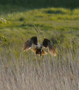 Marsh Harrier, Splatt Bridge, MJMcGill (14)_edited-1