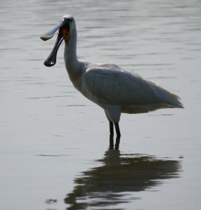 Eurasian Spoonbill, WWT Slimbridge, South Lake, 8 July 13, MJMcGill (2) copy