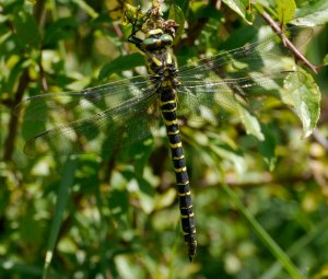 Golden-ringed Dragonfly, WWT Slimbridge, 100 Acre, 11 July 13, MJMcGill (27) copy