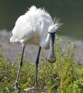Eurasian Spoonbill, WWT Slimbridge, South Lake, 8 July 13, MJMcGill (46) copy