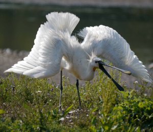 Eurasian Spoonbill, WWT Slimbridge, South Lake, 8 July 13, MJMcGill (44) copy