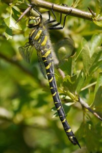 Golden-ringed Dragonfly, 100 Acre,11 Jul 13,  MJMcGill