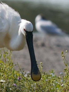 Eurasian Spoonbill, WWT Slimbridge, South Lake, 8 July 13, MJMcGill (12) copy