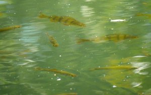 Perch and Roach, WWT Slimbridge Grounds, 10 Jul 13, MJMcGill copy