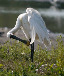 Eurasian Spoonbill, WWT Slimbridge, South Lake, 8 July 13, MJMcGill (13) copy