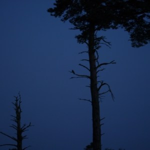 Nightjar, MJMcGill (2)