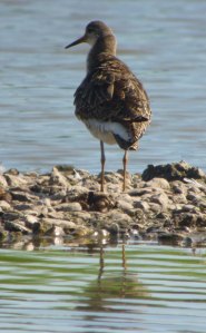 Ruff, male 15 July 2013, Rushy, MJMcGill copy