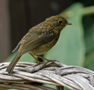 Robin, juvenile, 7 Aug 13, MJMcGill