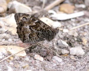 Grayling, Holt Heath, 27 July 13, MJMcGill