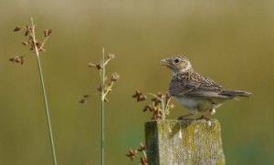 Skylark, 100 Acre, July 13, MJMcGill (2) copy