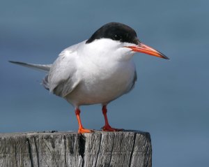 Common Tern, Brownsean Island, July 2013, MJMcGill copy