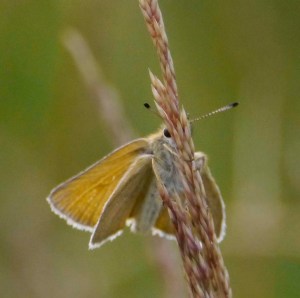 Essex Skipper, BNP, 25 07 13, 001, MJMcGill