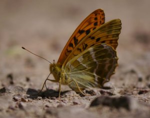 Silver washed Fritillary, Cannop Valley, July 2013, MJMcGill (8) copy