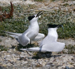 Sandwich Tern, Brownsea Island, July 2013, MJMcGill (3) copy