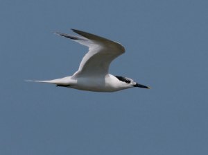 Sandwich Tern, Brownsea Island, 003, July 2013, MJMcGill