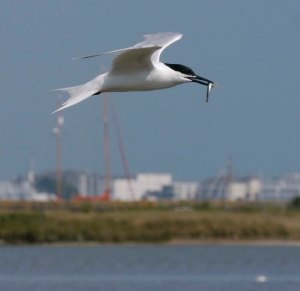 Sandwich Tern, Brownsea Island, 001, 21 Jul 13, MJMcGill