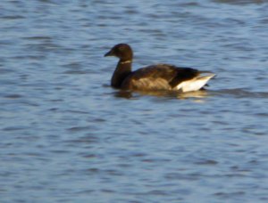 Dark bellied Brent