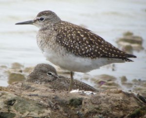 Wood Sandpiper, juvenile TP, 25 07 13, MJMcGill