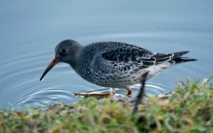 Purple Sandpiper, MJMcGill