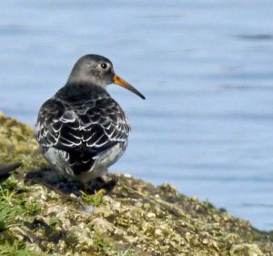 Purple Sandpiper, Rushy, MJMcGill