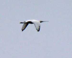 Spoonbill, Severn, 23 Sep 13, MJMcGill