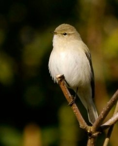 Siberian Chiffchaff, WWT Slimbridge, 4 November 2013, MJMcGill (16)_edited-1