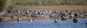 Shoveler and Stilts, Odiel Marshes, Huelva copy