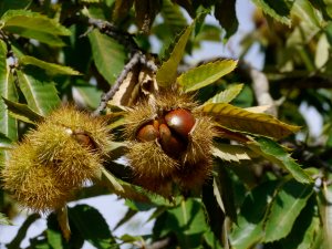 Chestnut forest, Galaroz copy