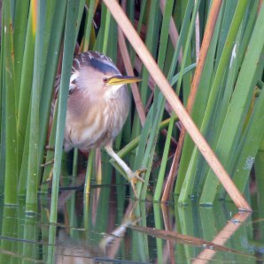 Little Bittern at dusk, Lagoa de Sao Laurenco, MJMcGill (3) copy