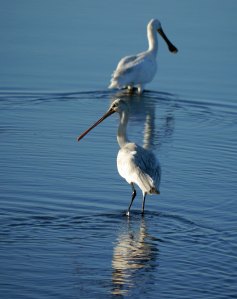 Spoonbills, Quinta del Lago, 26 Oct 13, MJMcGill copy