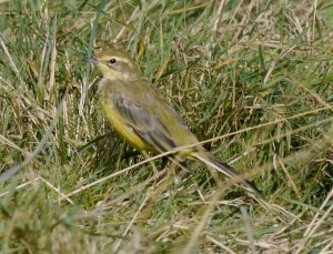 Yellow Wagtail, Dumbles, MJMcGill 10 Sep 13 (5)_edited-1