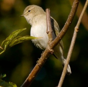 Siberian Chiffchaff, WWT Slimbridge, 4 November 2013, MJMcGill (13) copy