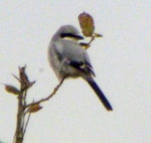 Great Grey Shrike