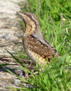 Wryneck, Severn House Farm, 13 Oct 13, MJMcGill (3) copy