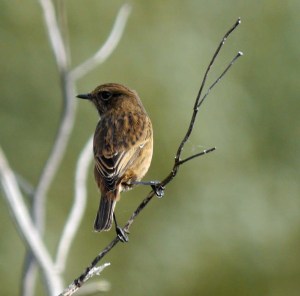 Stonechat, WWT 5 Acre,17 Oct 13,  MJMcGill (14) copy