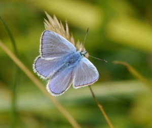 Blue butterfly, Painswick Beacon, 26 Aug 13, MJMcGill