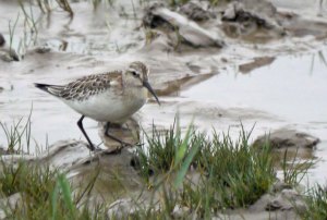 Curlew Sandpiper, Severn, 23 Sep 13, MJMcGill