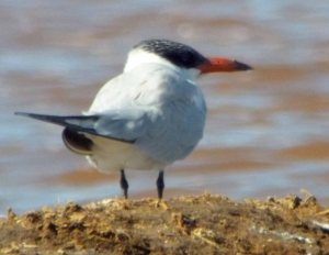 Caspian Tern, Odiel Marshes, Huelva, MJMcGill (2) copy