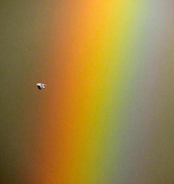 Common Gull and rainbow, Severn, MJMcGill