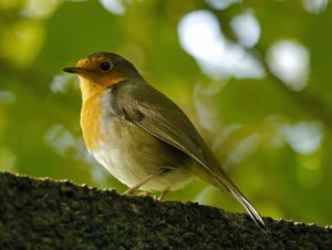 Robin, WWT, MJMcGill copy
