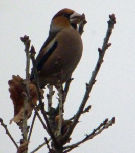 Hawfinch, Crabtree Hill, FoD