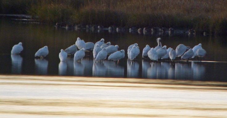 Spoonbill flock, Holes Bay, Dorset